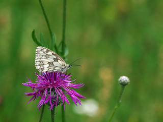 Schachbrettfalter auf Kornblume
