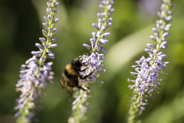 Beautiful meadow with wild flowers and bees.