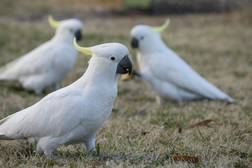 Sweet Cockatoos Profile Portrait