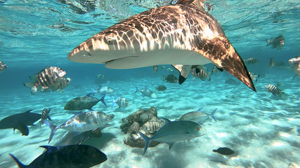 snorkeling in a lagoon with sharks, French Polynesia