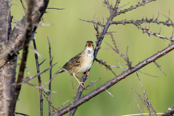 Grasshopper Warbler (Locustella naevia)