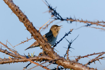 Grasshopper Warbler (Locustella naevia)