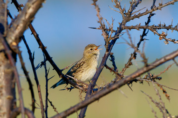 Grasshopper Warbler (Locustella naevia)