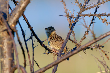 Grasshopper Warbler (Locustella naevia)