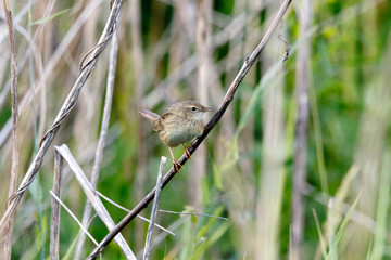 Grasshopper Warbler (Locustella naevia)
