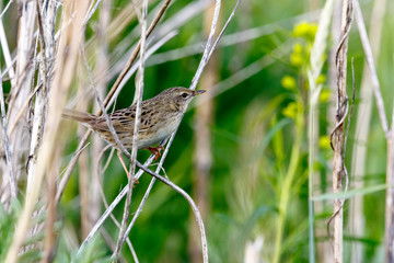 Grasshopper Warbler (Locustella naevia)