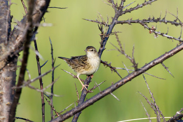 Grasshopper Warbler (Locustella naevia)