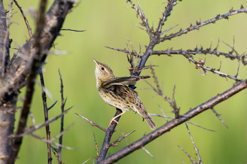 Grasshopper Warbler (Locustella naevia)