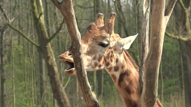 Portrait of giraffe eating from high trees
