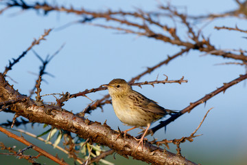 Grasshopper Warbler (Locustella naevia)