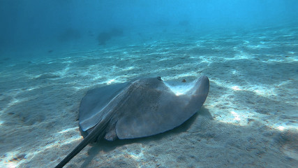 snorkeling in a lagoon with fish ray, French Polynesia