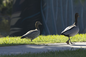 Two (2) ducks walking along path