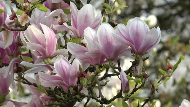 Close up macro detail of magnolia pink flowers