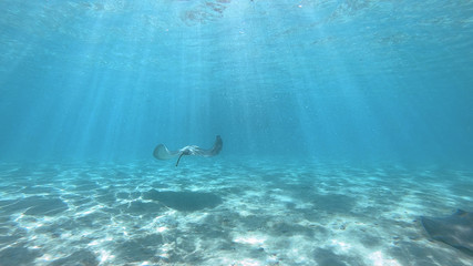 snorkeling in a lagoon with fish ray, French Polynesia