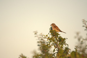 red-backed shrike in the nice nature © Kevin