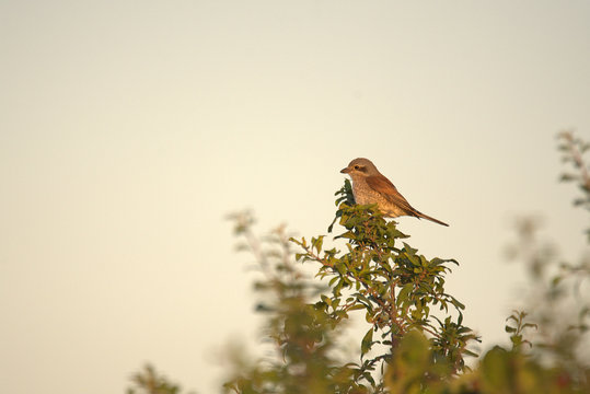 red-backed shrike in the nice nature