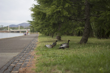 Family of ducks walking from path into forest