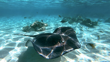snorkeling in a lagoon with fish ray, French Polynesia