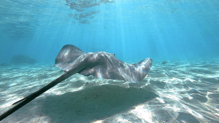snorkeling in a lagoon with fish ray, French Polynesia