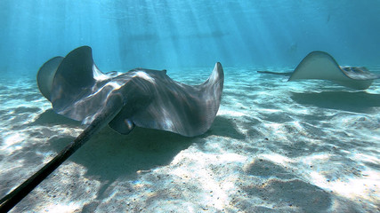 snorkeling in a lagoon with fish ray, French Polynesia