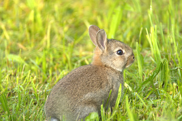 wonderful rabbit in the meadow