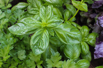 Green and purple Basil in the garden
