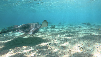Obraz na płótnie Canvas snorkeling in a lagoon with fish ray, French Polynesia