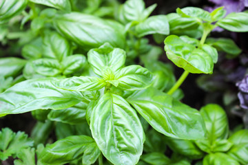 Fototapeta na wymiar Green and purple Basil in the garden