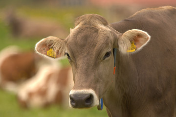 nice cows in the nature