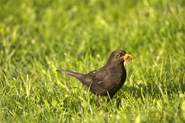 nice bird in the nice landscape