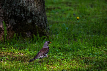 Thrush in a tree in the forest