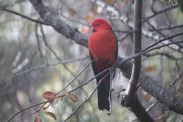  Red Australian Lorikeet on Snowy White Day