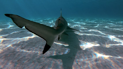 snorkeling in a lagoon with sharks, French Polynesia