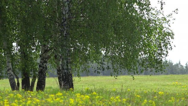 Isolated green trees and blossom field with flower, beautiful spring landscape