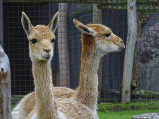 Fototapeta premium The animals are looking forward and sideways