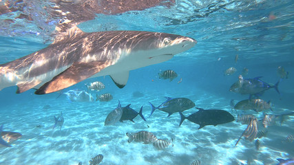 Fototapeta premium snorkeling in a lagoon with sharks, French Polynesia
