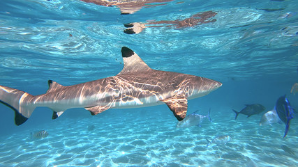 snorkeling in a lagoon with sharks, French Polynesia