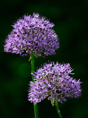 Allium 1