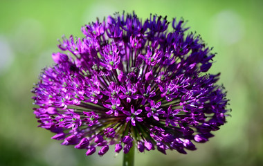 Fototapeta premium Allium 2