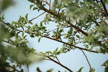 a sparrow on the branches of an apple tree