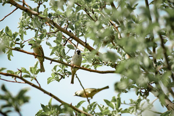 a sparrow on the branches of an apple tree