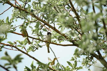 a sparrow on the branches of an apple tree