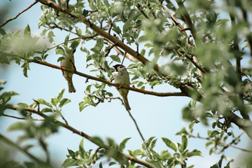 a sparrow on the branches of an apple tree