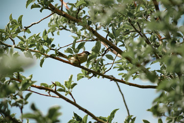 a sparrow on the branches of an apple tree