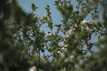 a sparrow on the branches of an apple tree