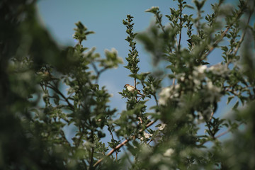 a sparrow on the branches of an apple tree