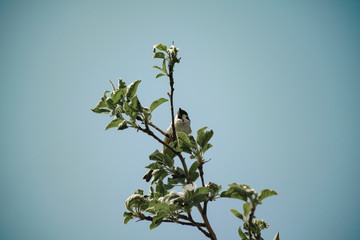 a sparrow on the branches of an apple tree