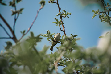 a sparrow on the branches of an apple tree