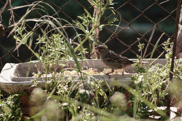 the sparrow feeds from the trough