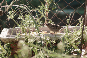 the sparrow feeds from the trough